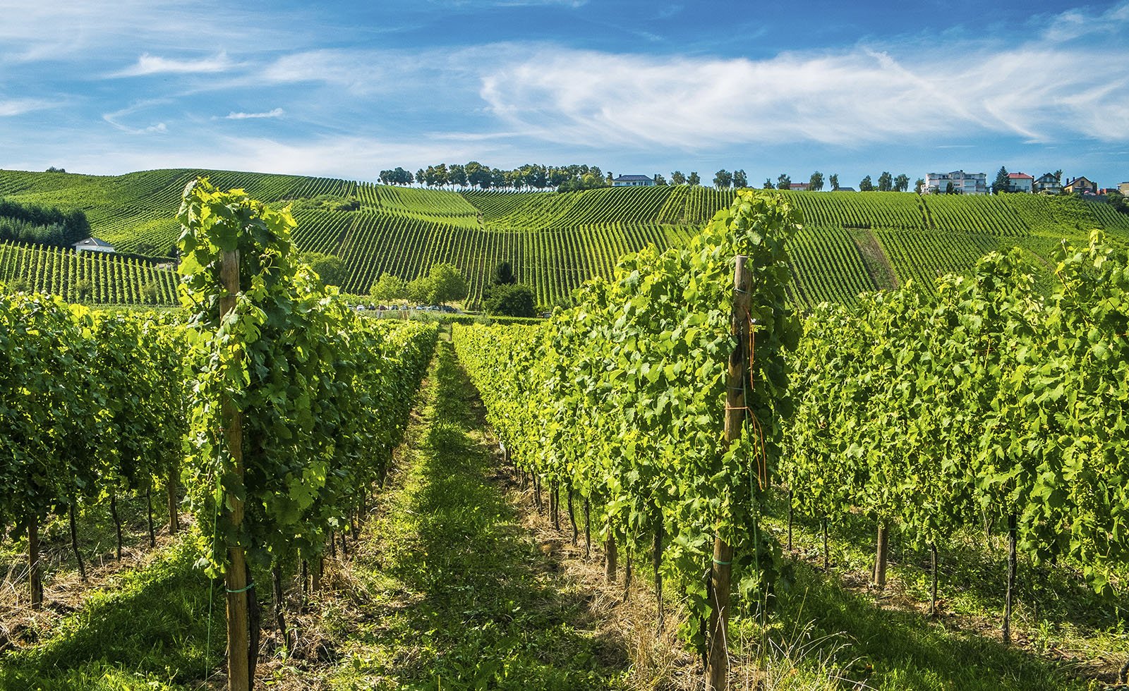 Самая высокая точка Люксембурга — холм Кнайфф